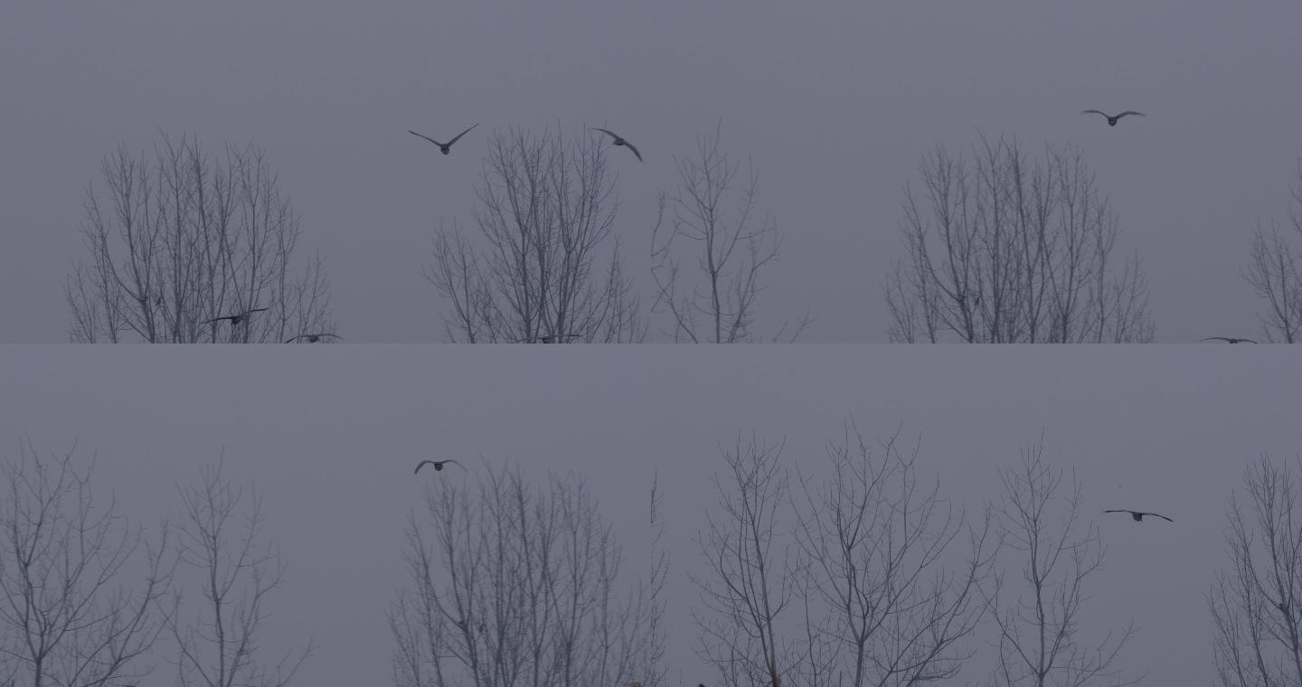 夜鹭飞过冬天的树梢2-2