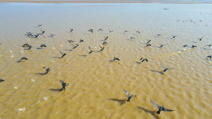 4K航拍鄱阳湖鸟类栖息地野生保护鸟类