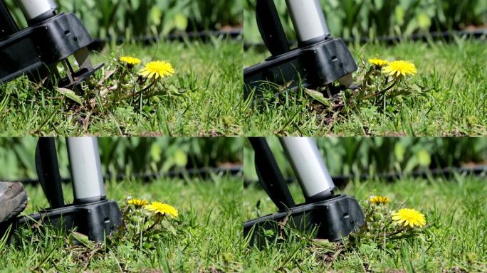 除草中的蒲公英视频素材升格植物保护农田管