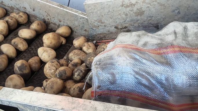 土豆分拣加工传送带农产品加工