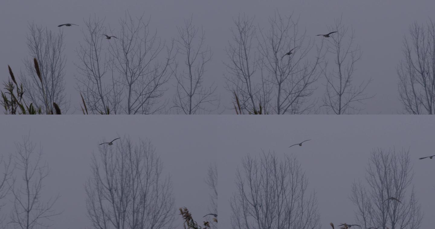 夜鹭飞过冬天的树梢2-1