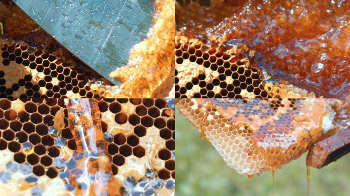 蜂巢蜜蜂蜜流动素材画面