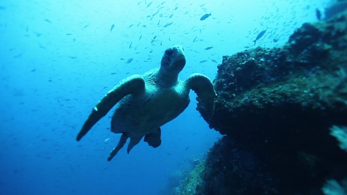 海龟水族馆珊瑚礁深海浅海潜泳