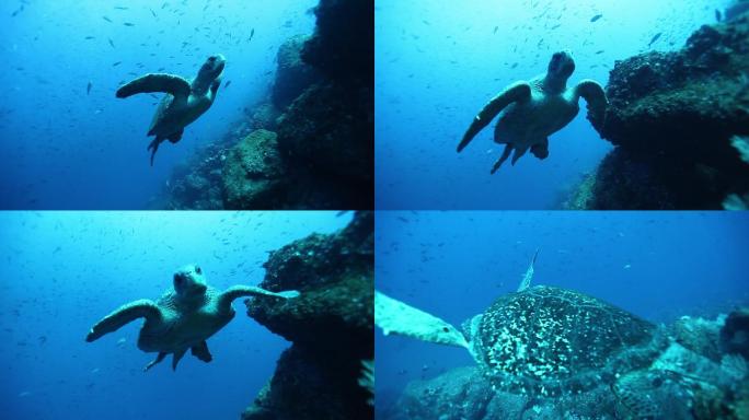 海龟水族馆珊瑚礁深海浅海潜泳