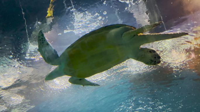 上海海洋水族馆 海龟