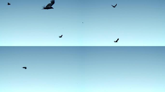 乌鸦飞翔飞鸟黑鸟遨游天际