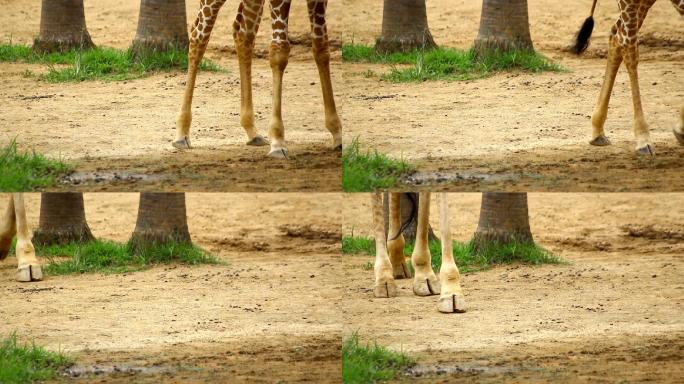 两只长颈鹿在地上行走