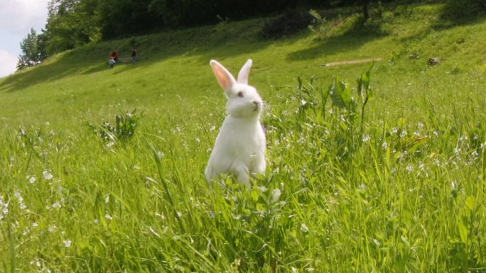 田野中可爱的白兔小白兔澳大利亚澳洲草原