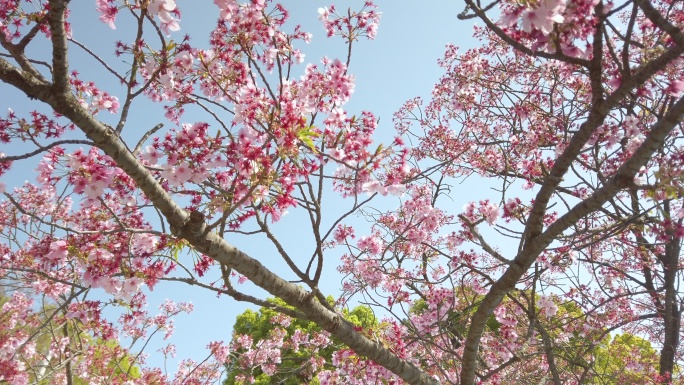 蓝天樱花树唯美浪漫环境春树开花红色花朵