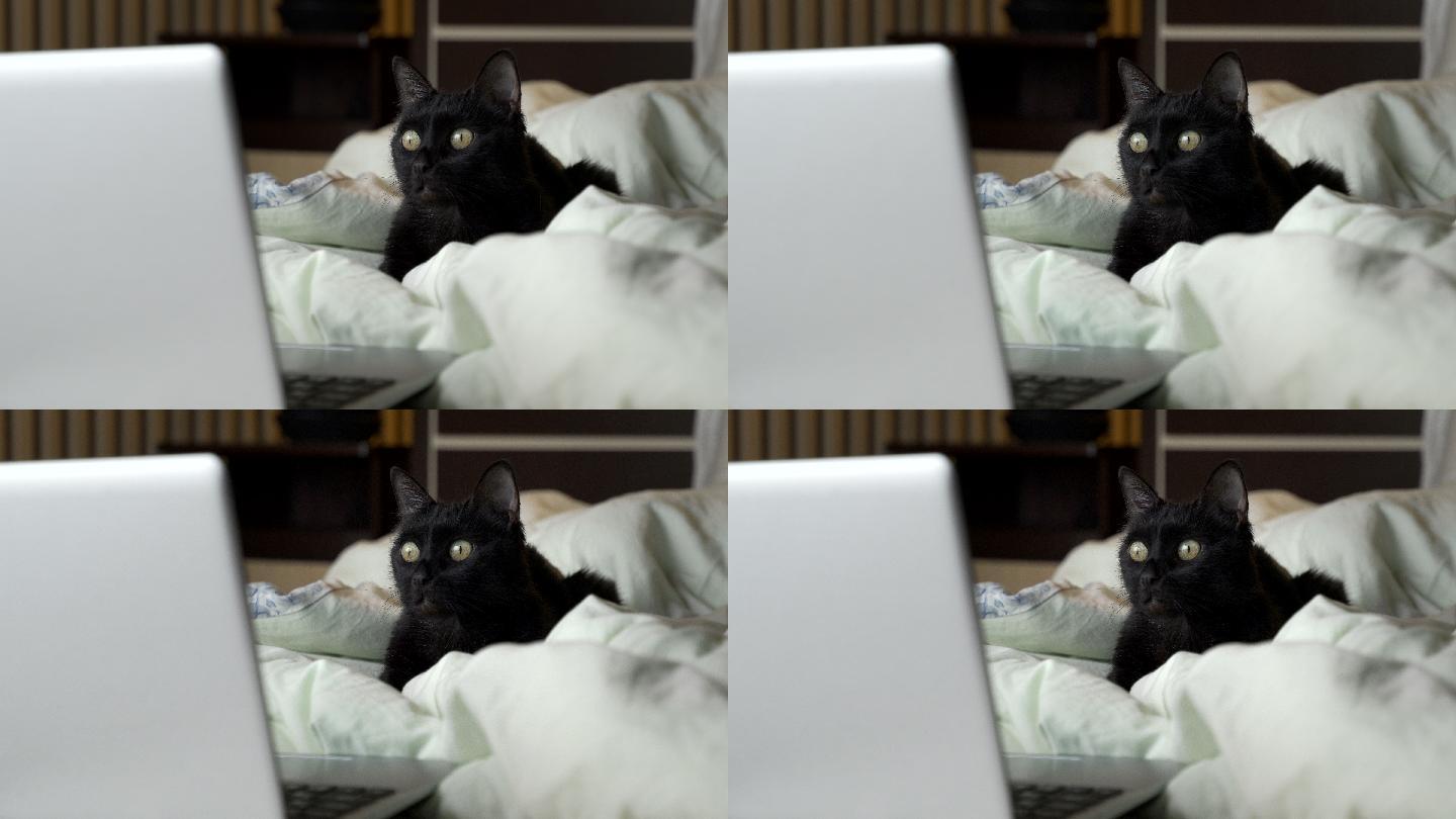 黑猫躺在床上，看着笔记本电脑