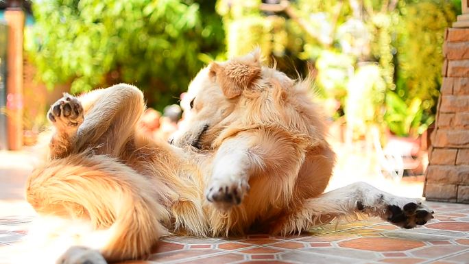 金毛猎犬抓着他发痒的皮肤