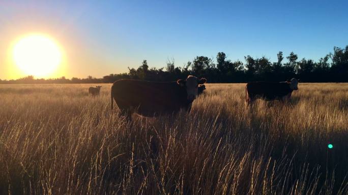 日落时吃草的牛国外牛群欧洲牛肉天然有机