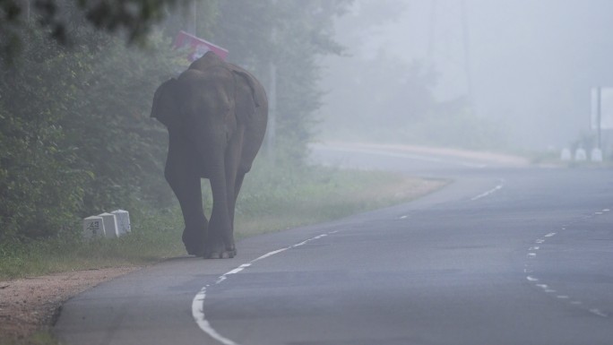 野生大象走在公路上
