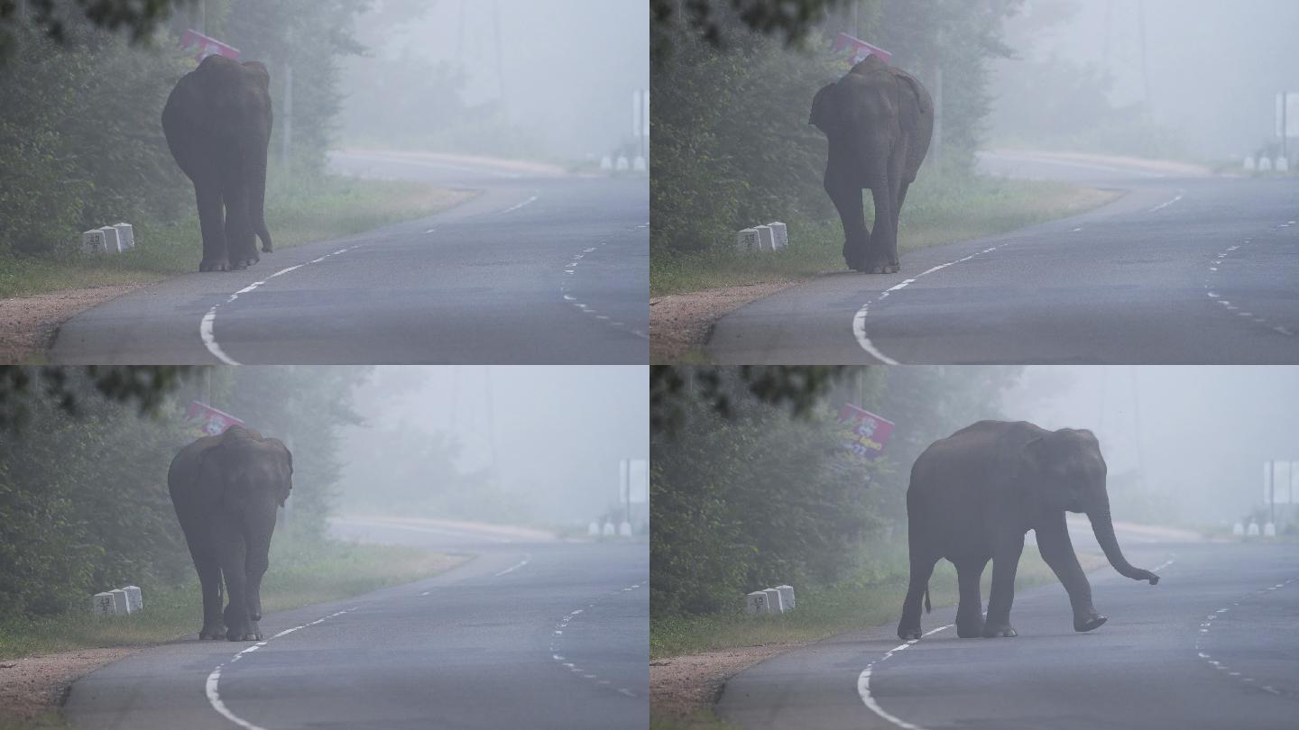 野生大象走在公路上