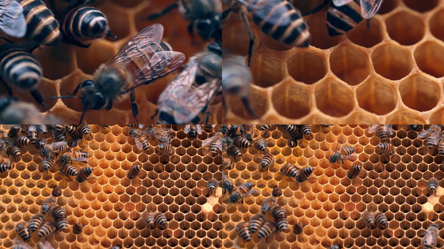 蜜蜂采蜜蜂巢蜂蜜素材画面