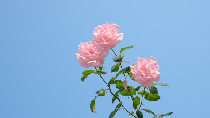 盛开的粉红色玫瑰花月季花