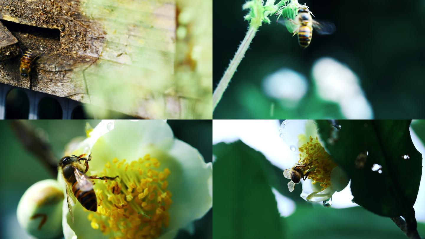 蜜蜂花朵采蜜花蜜画面素材