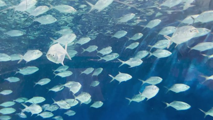 上海海洋水族馆 海底观光隧道 鱼群