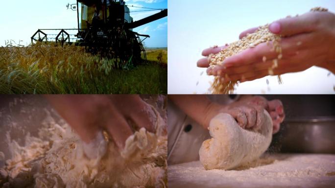 小麦 麦田 农业 粮食 农田
