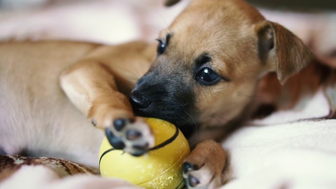 小狗小狗正在啃一个黄色的球。