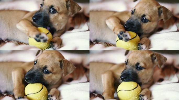 小狗小狗正在啃一个黄色的球。