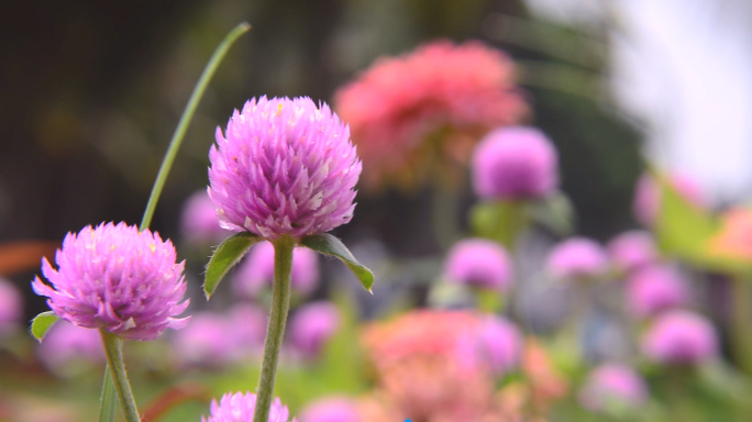 千日红花花卉植物空镜头实拍无水印视频素材