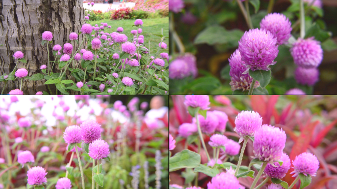 千日红花花卉植物空镜头实拍无水印视频素材