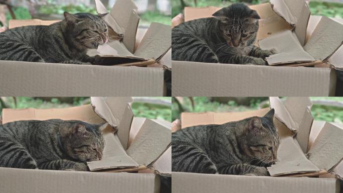灰斑猫在拆纸箱猫咪咬纸板狸猫乱撕乱咬