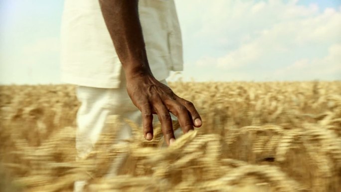 高清慢镜头：男人触摸小麦