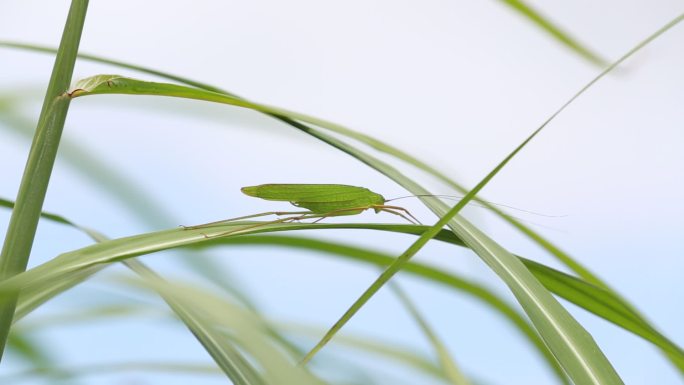 自然绿草绿色蚱蜢蝗虫特写原素材