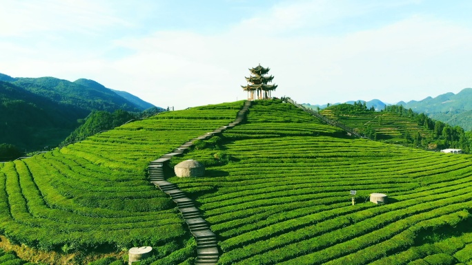 茶园鸟瞰图种植茶文化基地