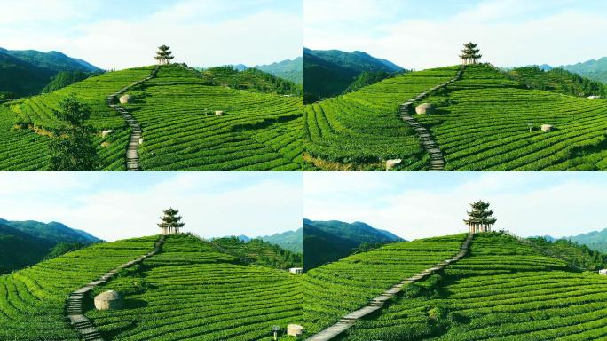 茶园鸟瞰图种植茶文化基地