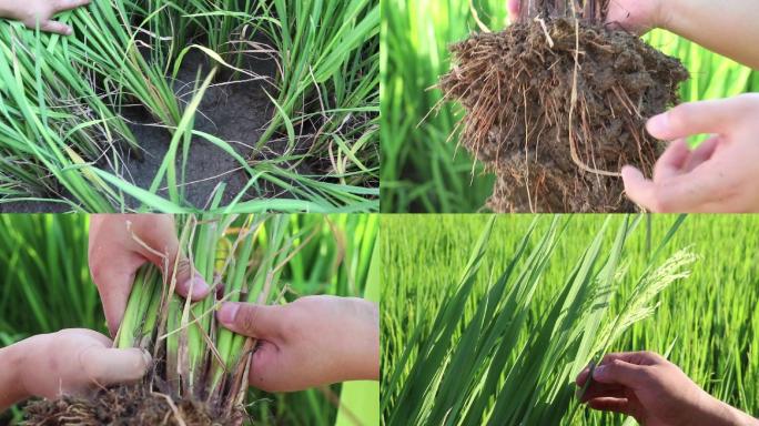 水稻种植试验生长对比