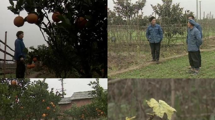 96年龙泉驿区平安乡永远村