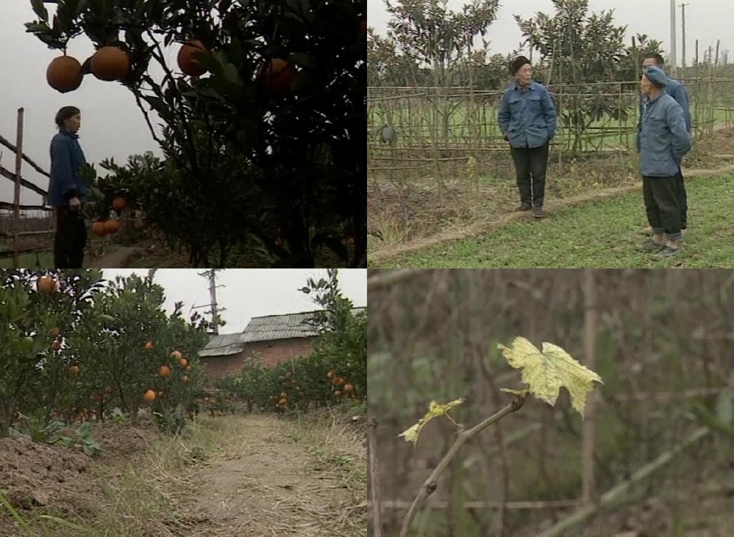 96年龙泉驿区平安乡永远村