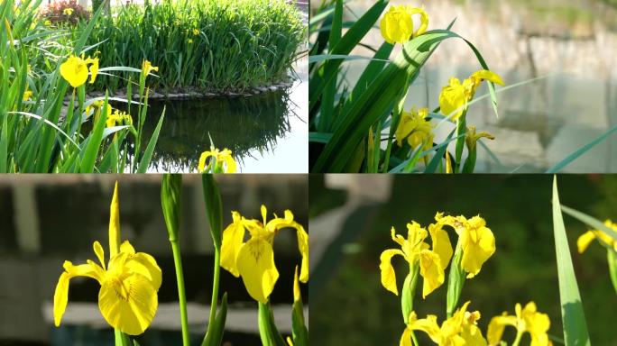 水仙花开、蜜蜂采蜜、花朵特写 01