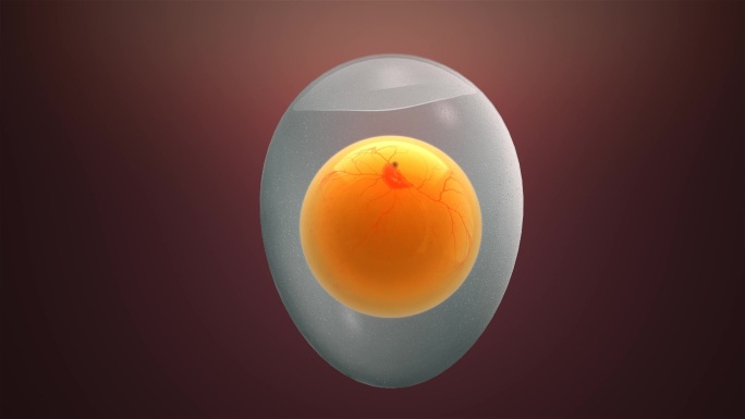 鸡蛋 鸭蛋透明展示