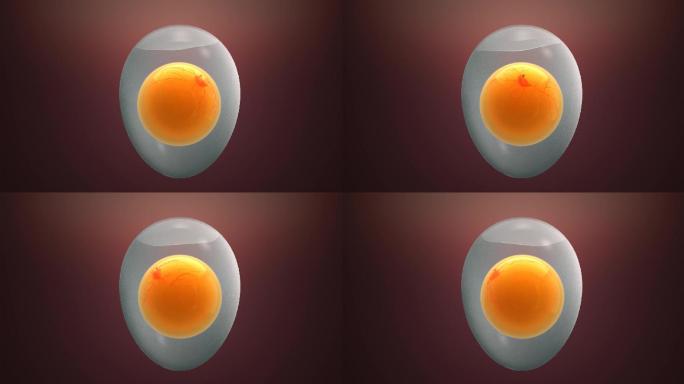 鸡蛋 鸭蛋透明展示