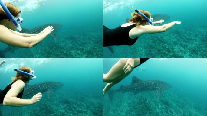 女士与鲸鲨在热带海洋浮潜