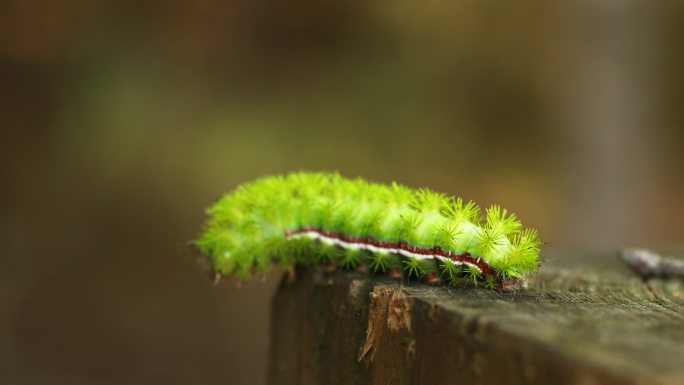 绿色毛毛虫洋辣子毛毛虫绿色虫子