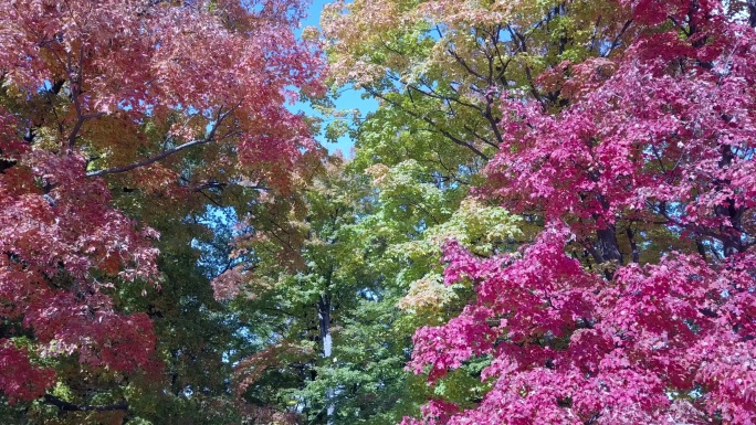 秋日的阳光穿过雄伟的枫树