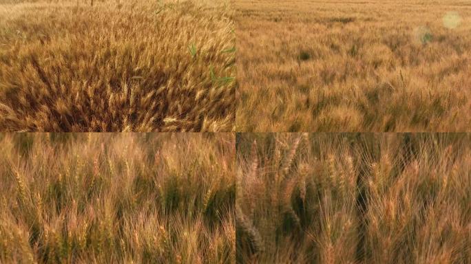 希望的田野风吹麦浪小麦地麦子黄了夕阳麦子