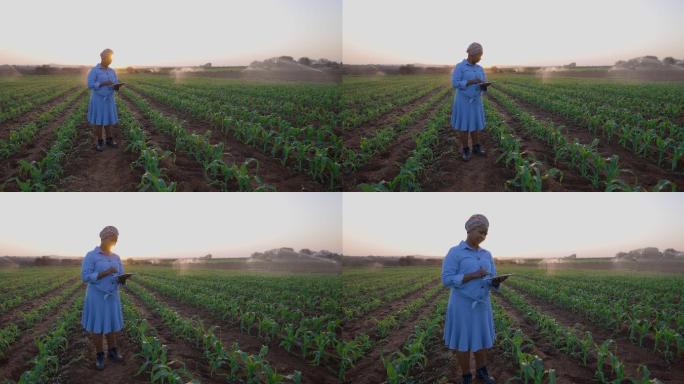 非洲女农民使用数字平板