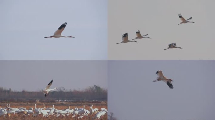 白鹤的飞行升格视频