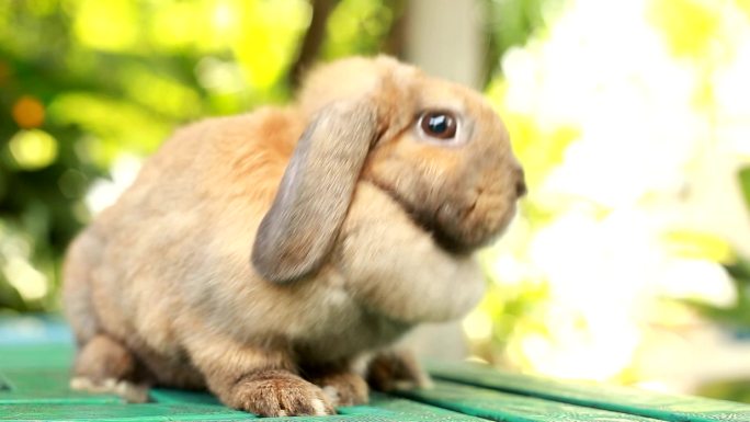 兔子特写镜头野生动物世界国家保护大自然非