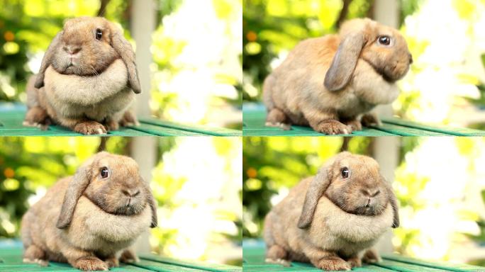 兔子特写镜头野生动物世界国家保护大自然非