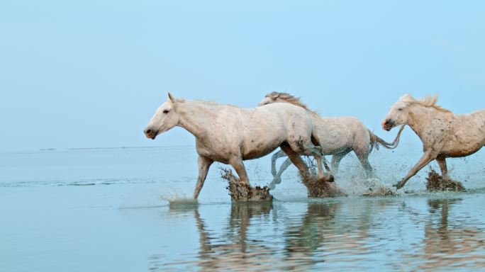 马在海滩的浅水中奔跑