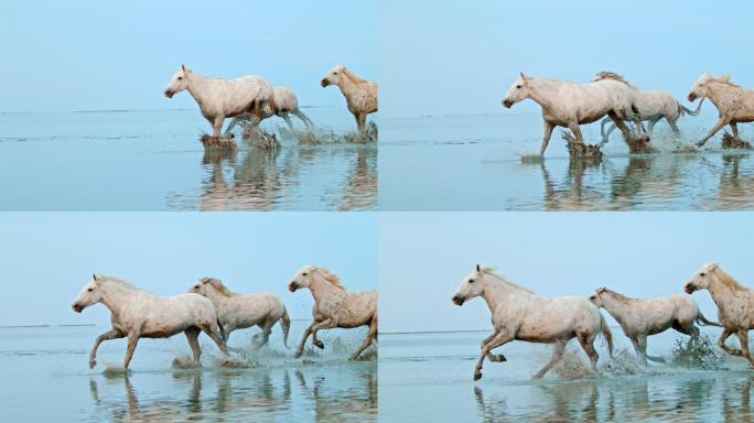 马在海滩的浅水中奔跑