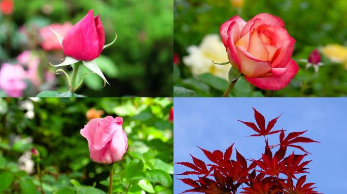 玫瑰花开、鲜花盛开、特写镜头