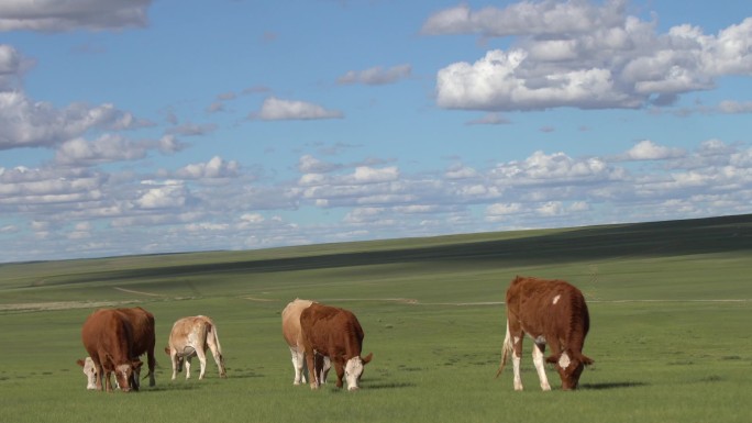 草原风光牛群牛吃草